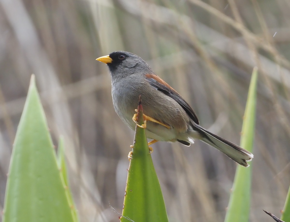 Rufous-backed Inca-Finch - Stephan Lorenz