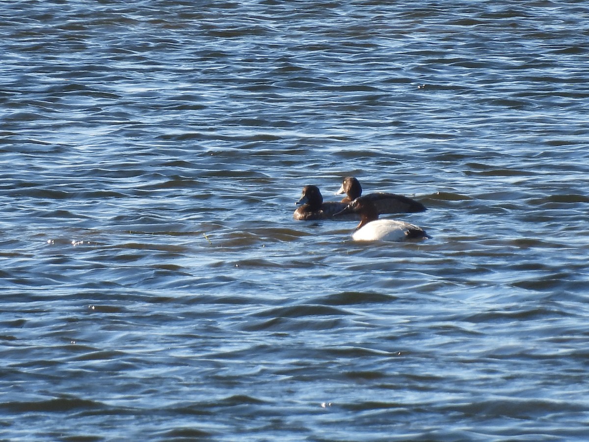 Canvasback - Valerie Klumper