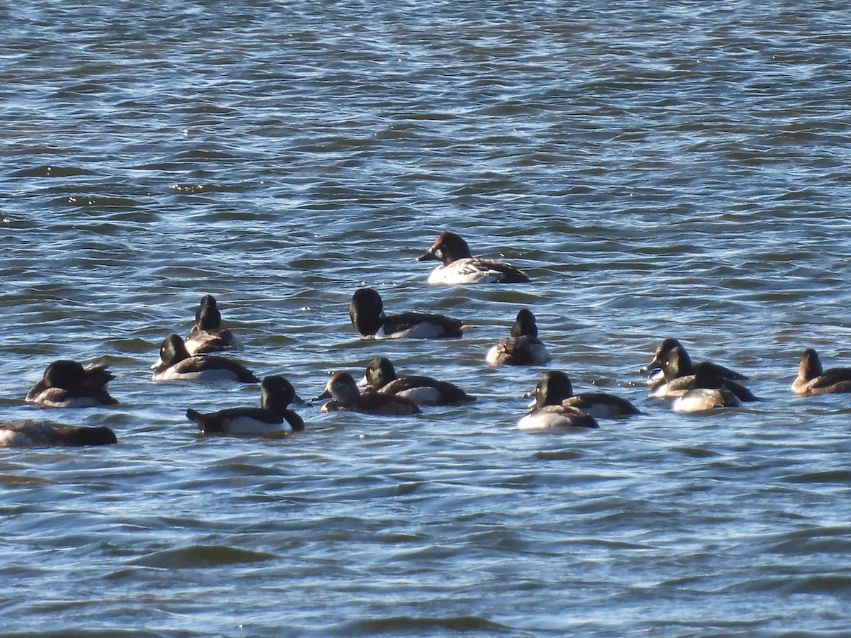 Ring-necked Duck - ML612205222