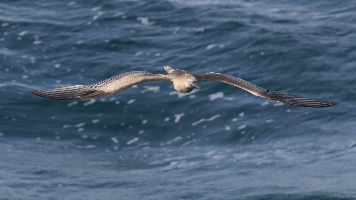 Red-footed Booby - David Newell