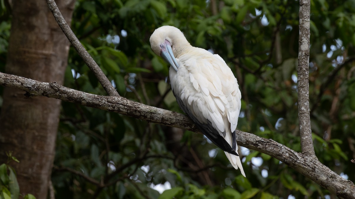 Red-footed Booby - ML612205280