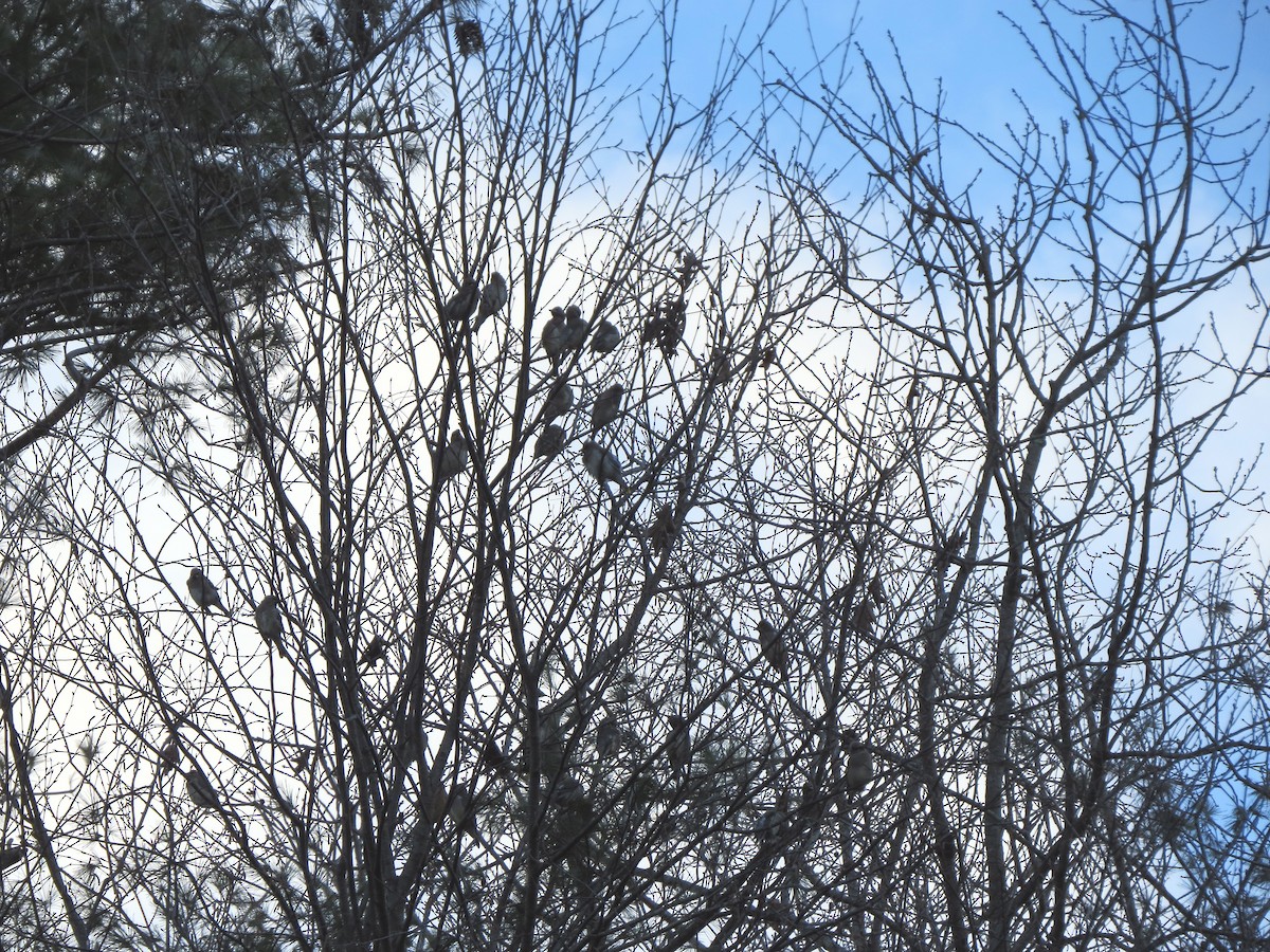 Cedar Waxwing - ML612205358