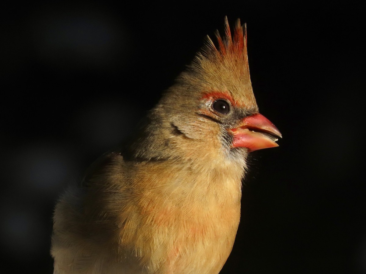 Cardinal rouge - ML612205374