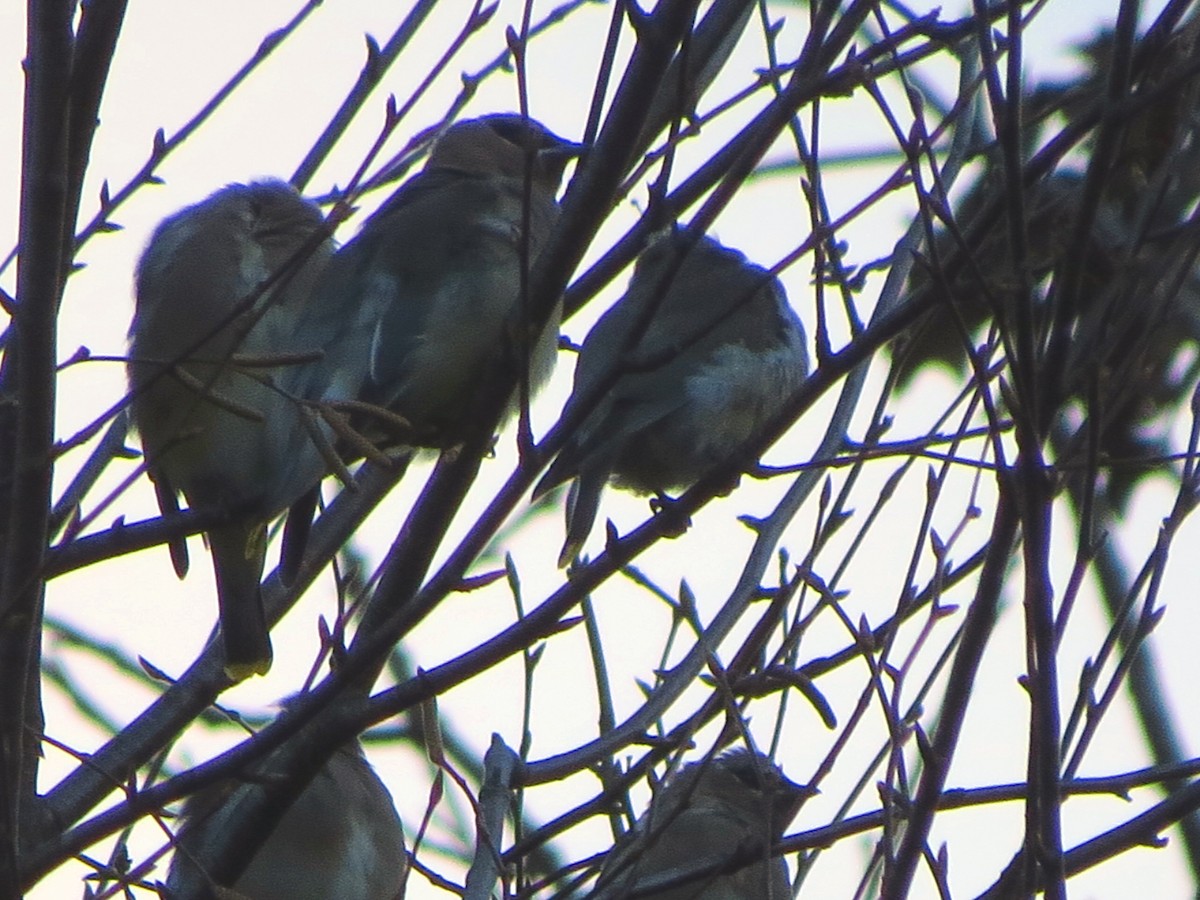 Cedar Waxwing - ML612205393