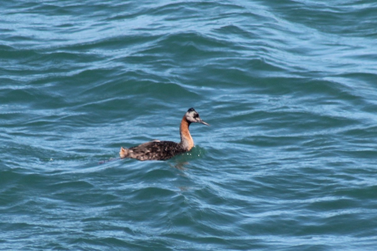 Great Grebe - ML612205444