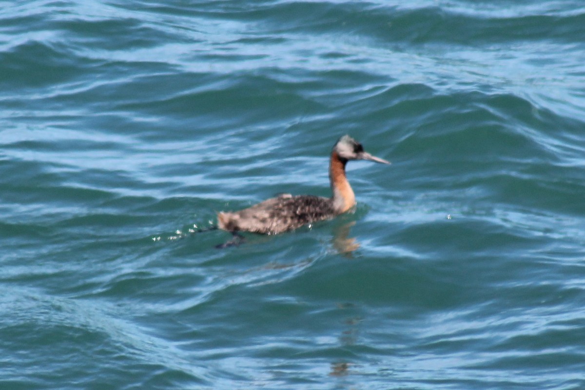 Great Grebe - ML612205445