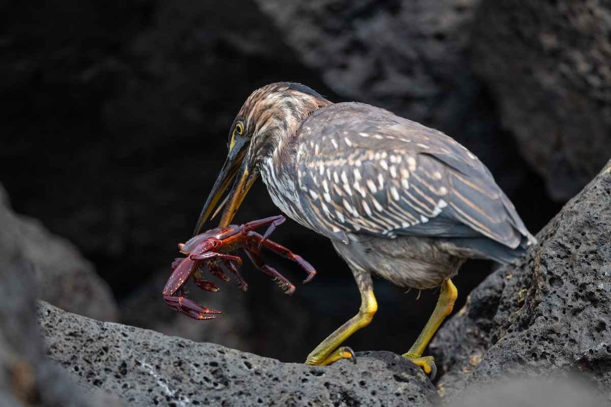 Striated Heron - Adam Jackson