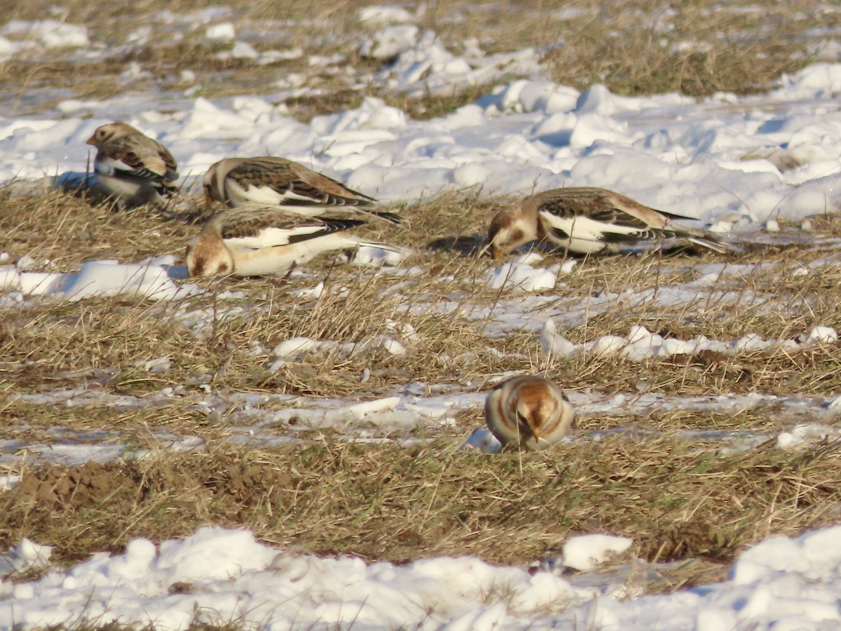 Snow Bunting - ML612205525