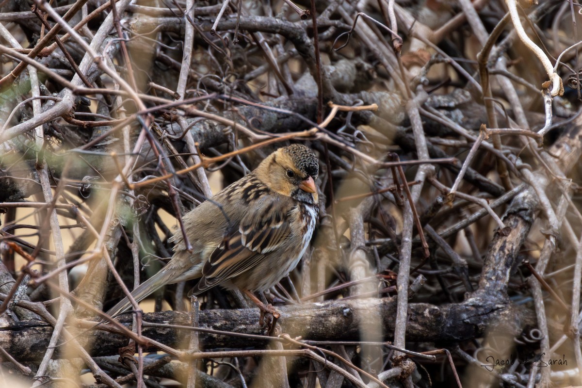 Harris's Sparrow - ML612205681