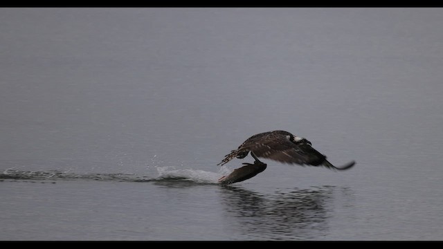 ミサゴ（carolinensis） - ML612205729