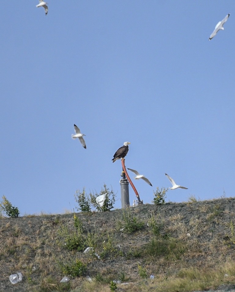 Bald Eagle - ML612205752