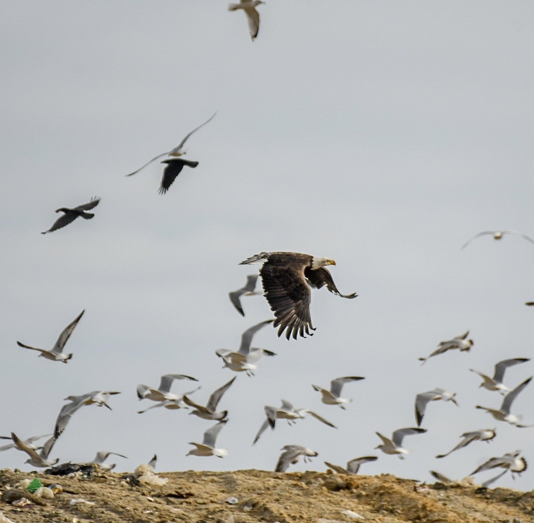 Bald Eagle - ML612205754