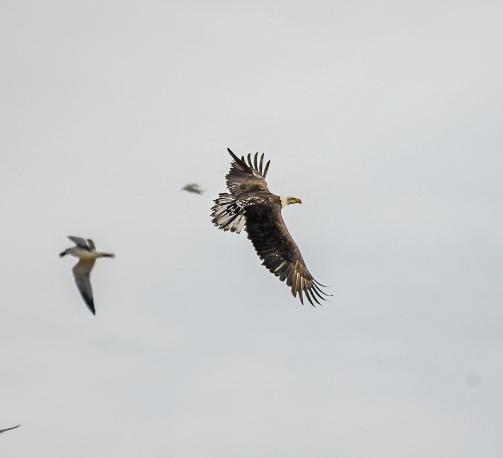 Bald Eagle - ML612205755