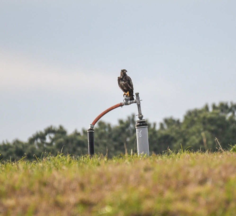 Bald Eagle - ML612205757