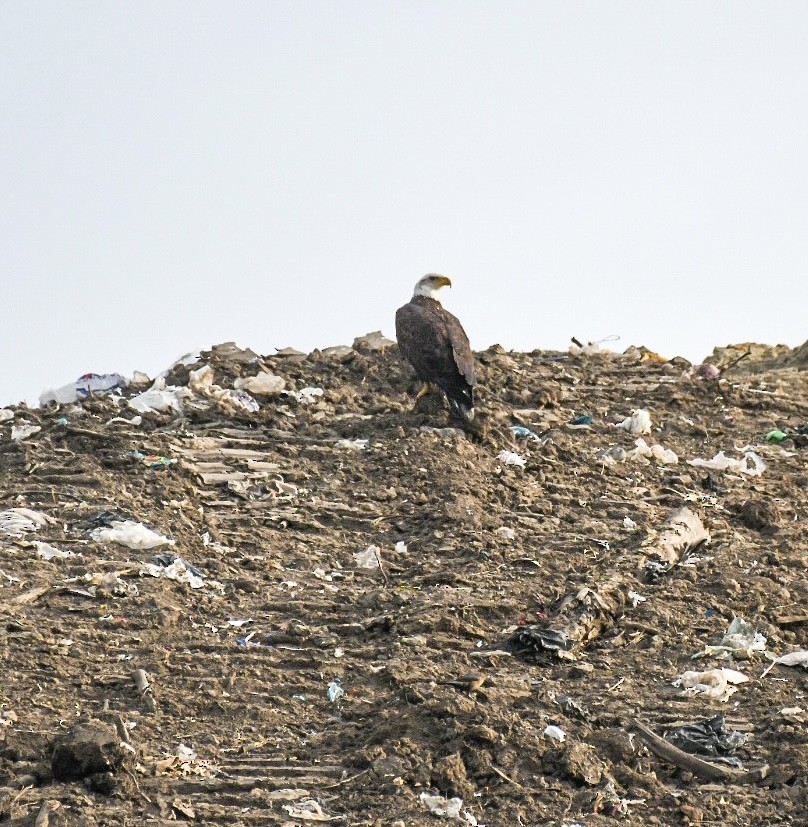 Bald Eagle - ML612205758