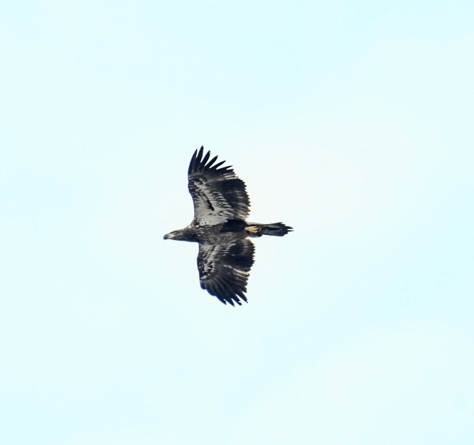 Bald Eagle - ML612205759