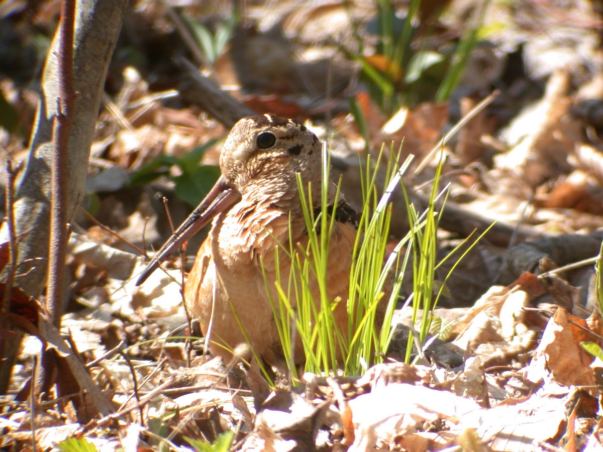 American Woodcock - ML612205805