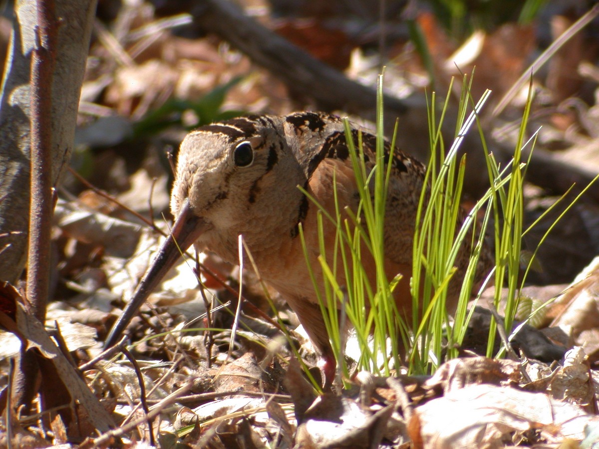 American Woodcock - ML612205811