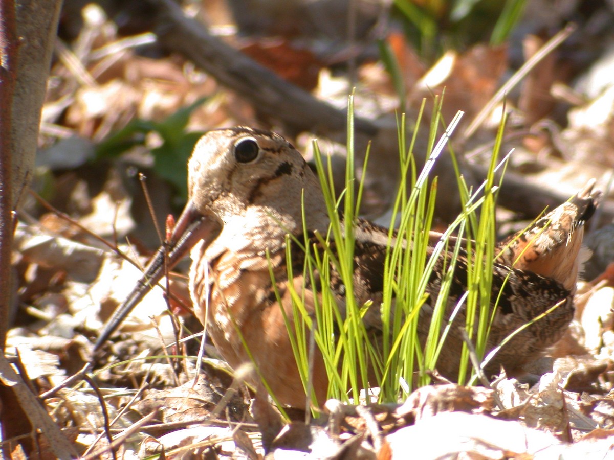 American Woodcock - ML612205815