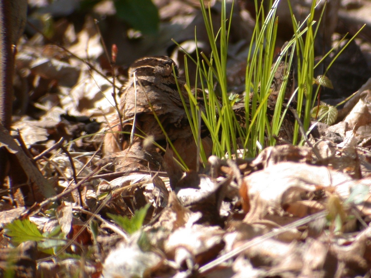 American Woodcock - ML612205817