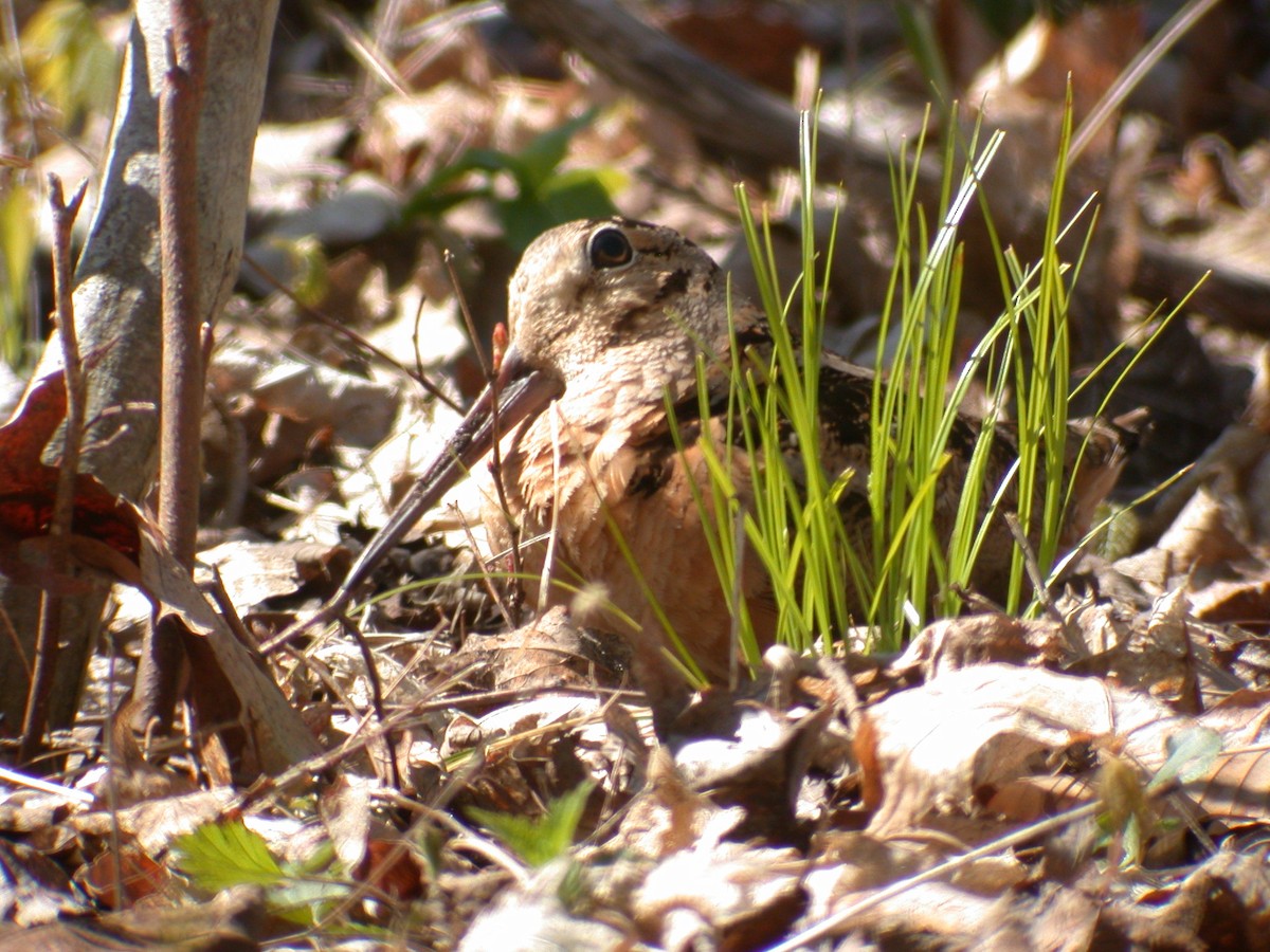 American Woodcock - Eric Howe