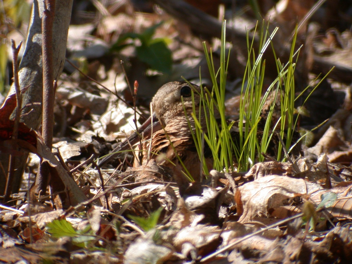 American Woodcock - ML612205827