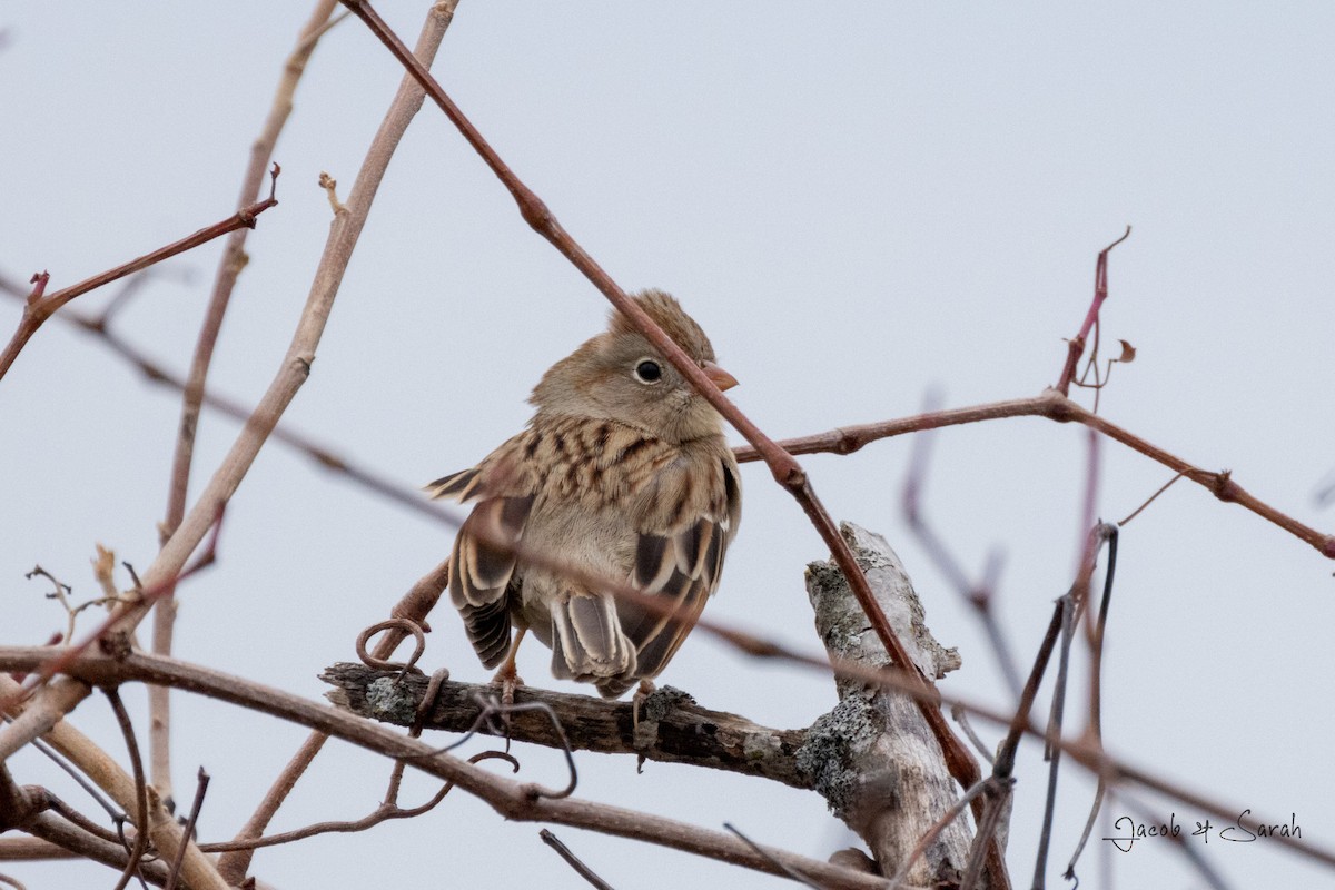 Field Sparrow - ML612205933