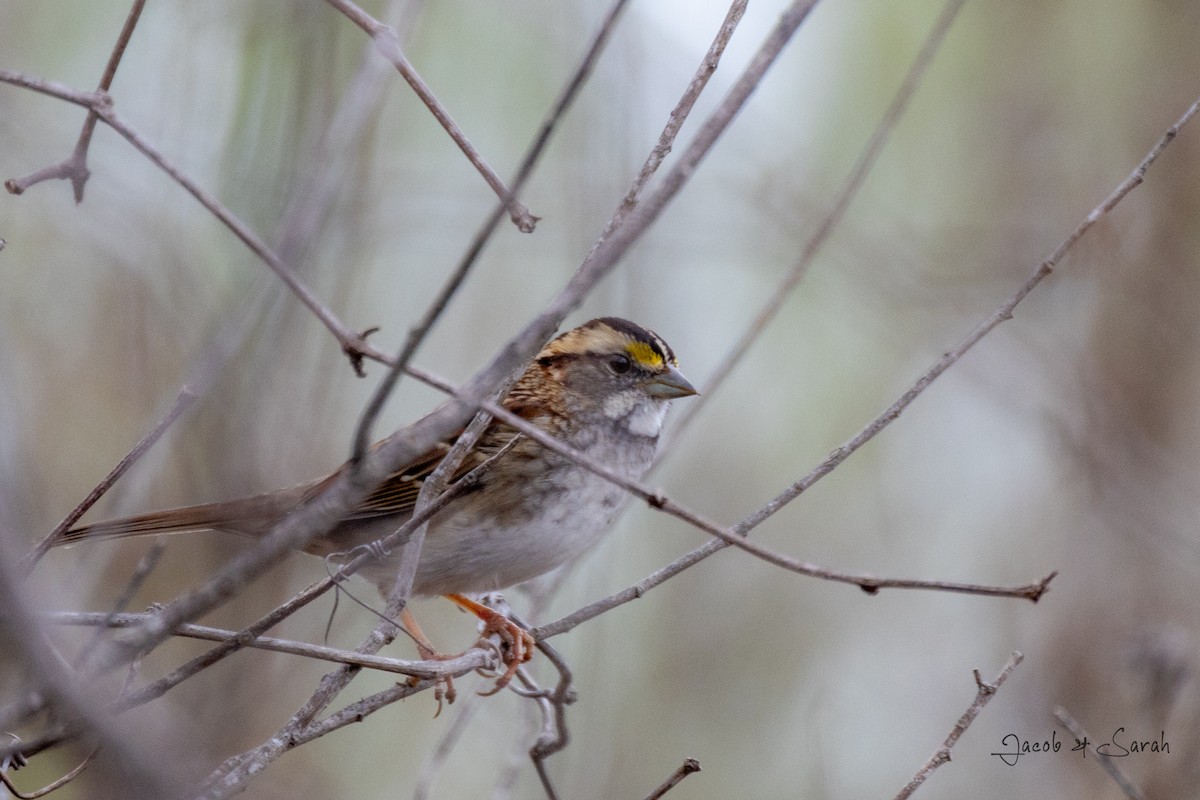 White-throated Sparrow - ML612205940