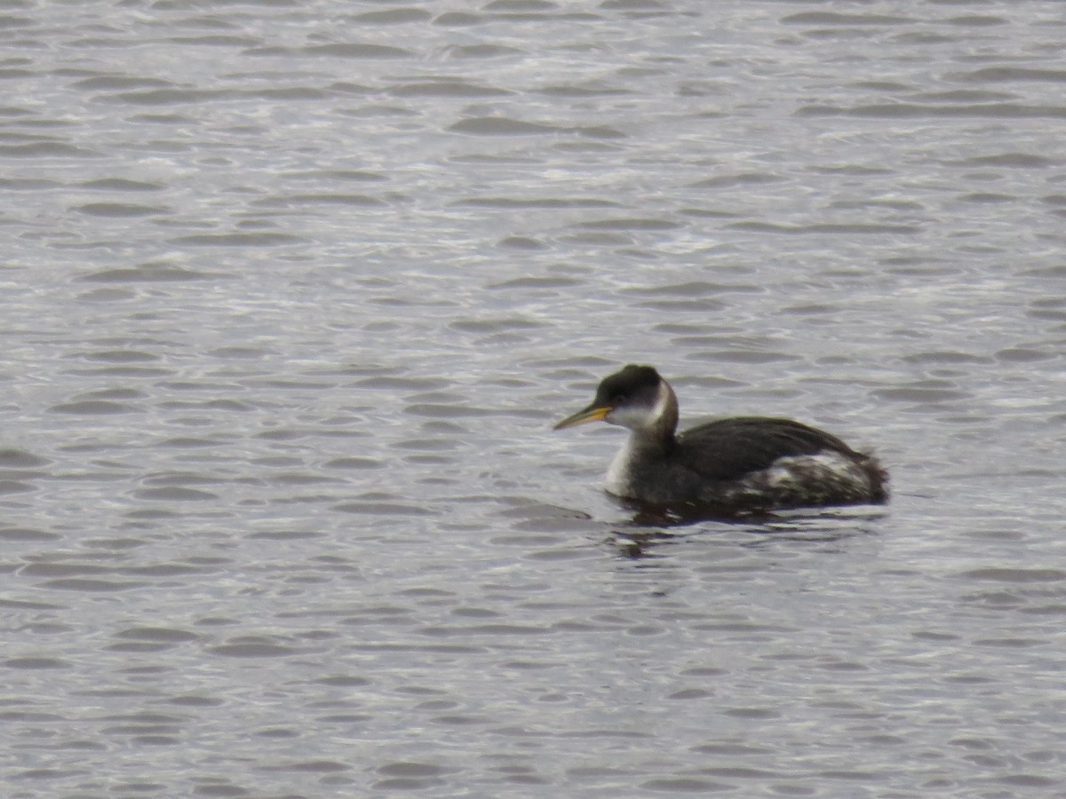 Red-necked Grebe - ML612205942