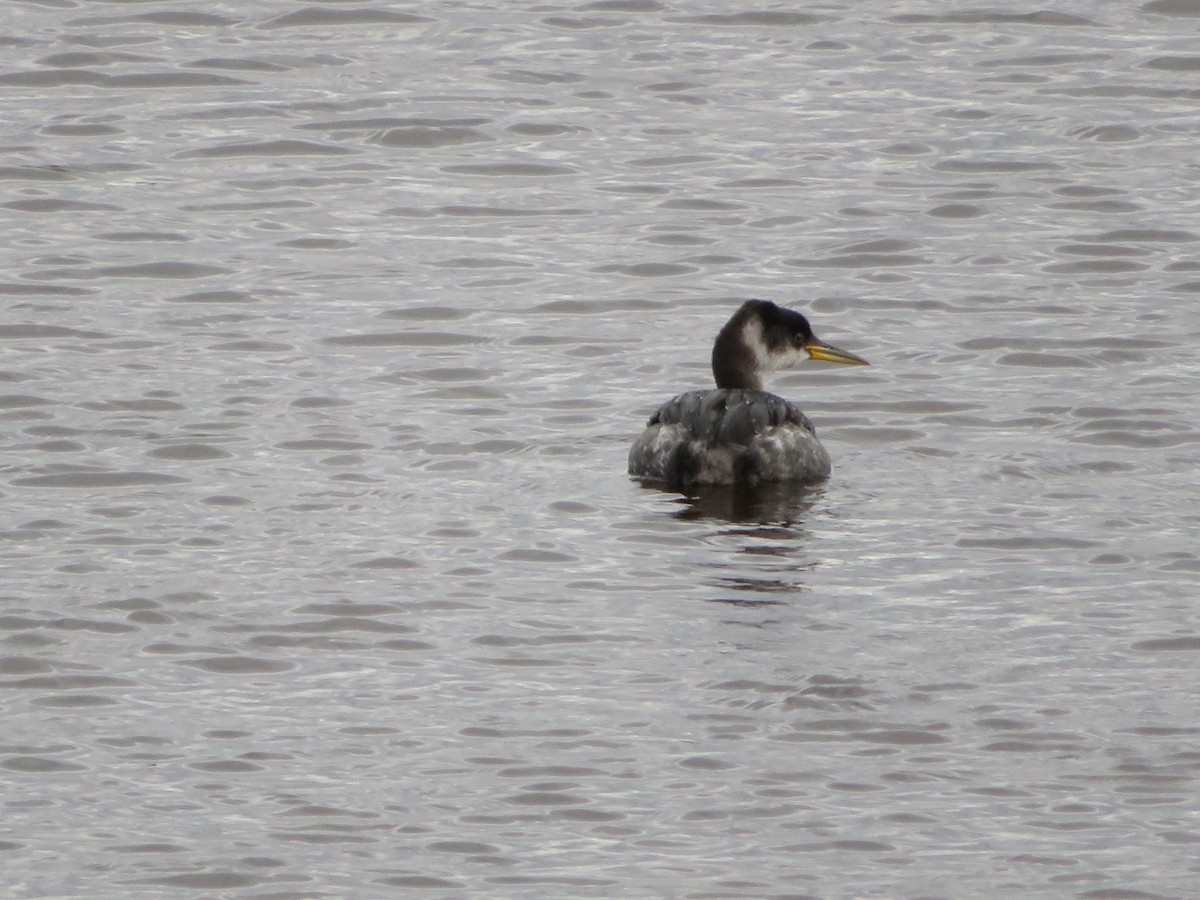 Red-necked Grebe - ML612205951