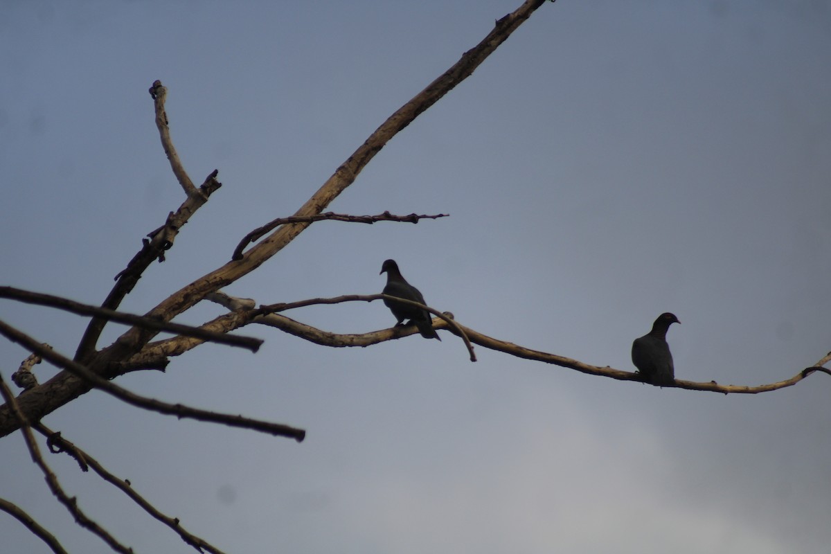 Scaly-naped Pigeon - ML612206011