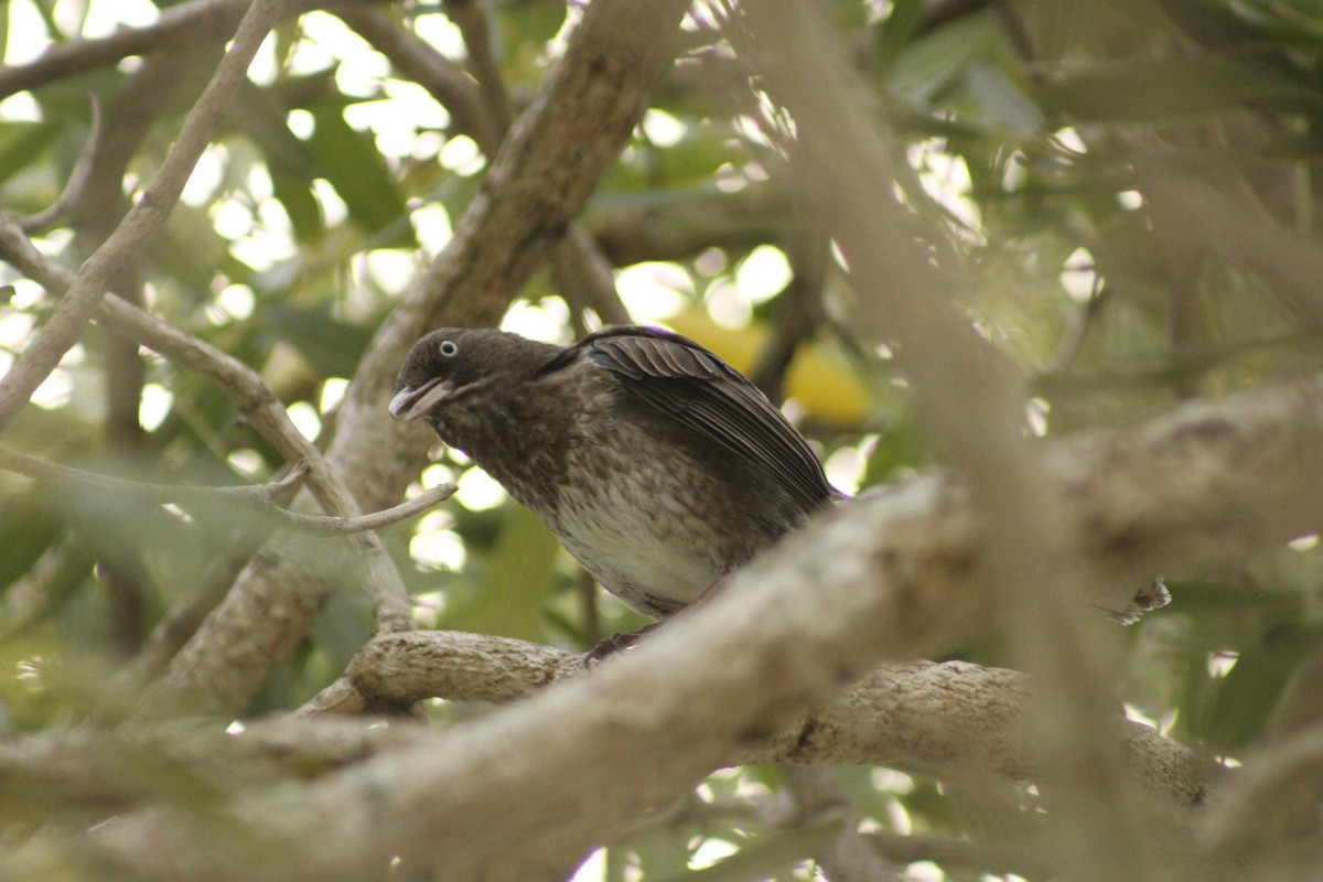 Pearly-eyed Thrasher - ML612206026