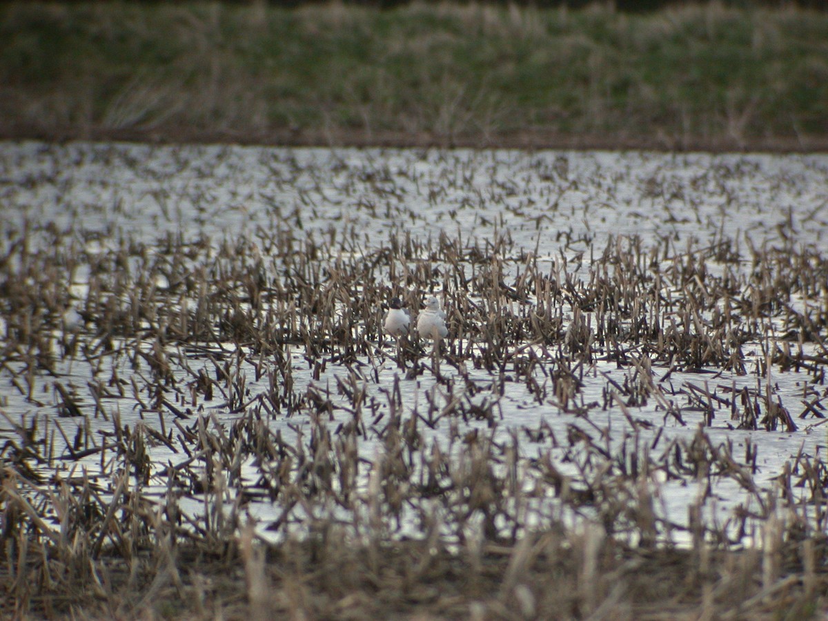 Laughing Gull - ML612206038