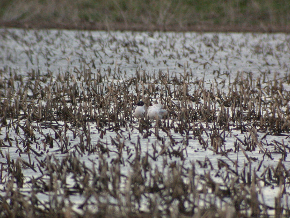 Laughing Gull - ML612206043