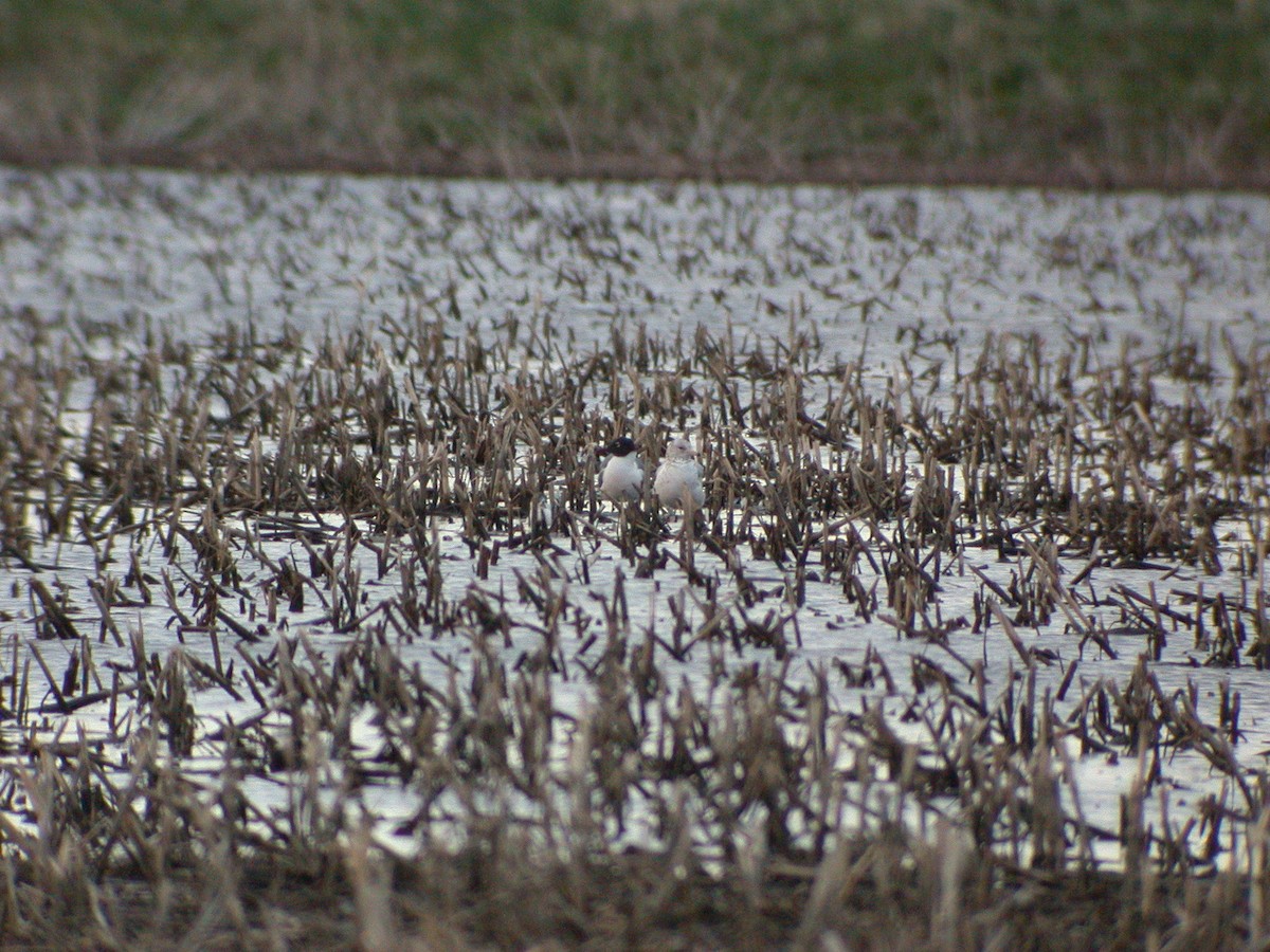 Laughing Gull - ML612206047
