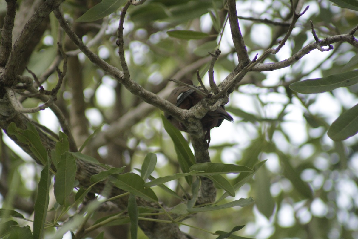 Zenaida Dove - ML612206065