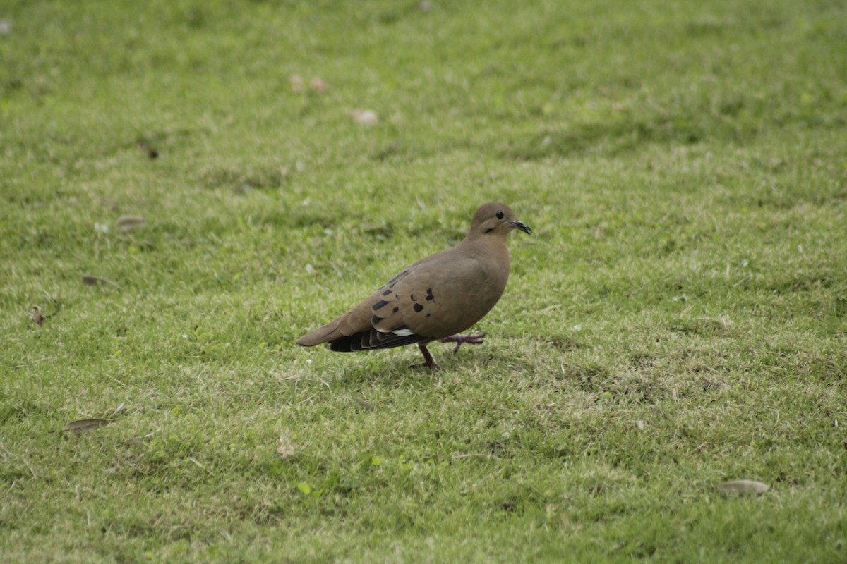 Zenaida Dove - ML612206070