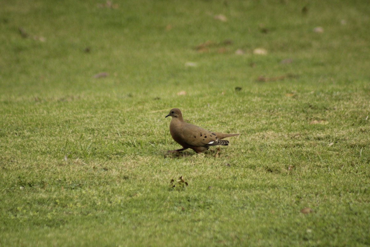 Zenaida Dove - ML612206083