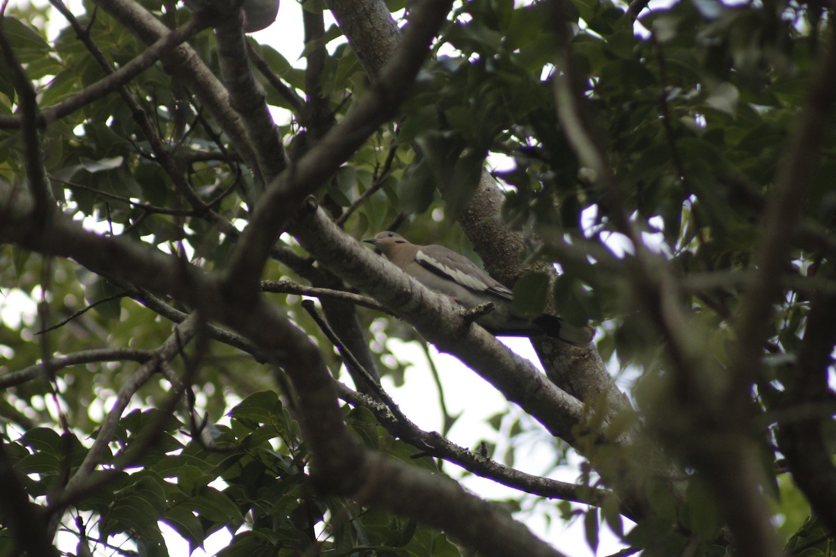 White-winged Dove - ML612206107