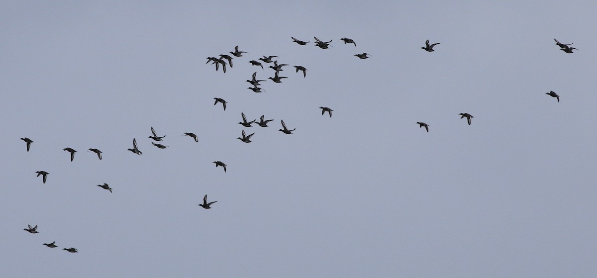 Greater Scaup - ML612206120