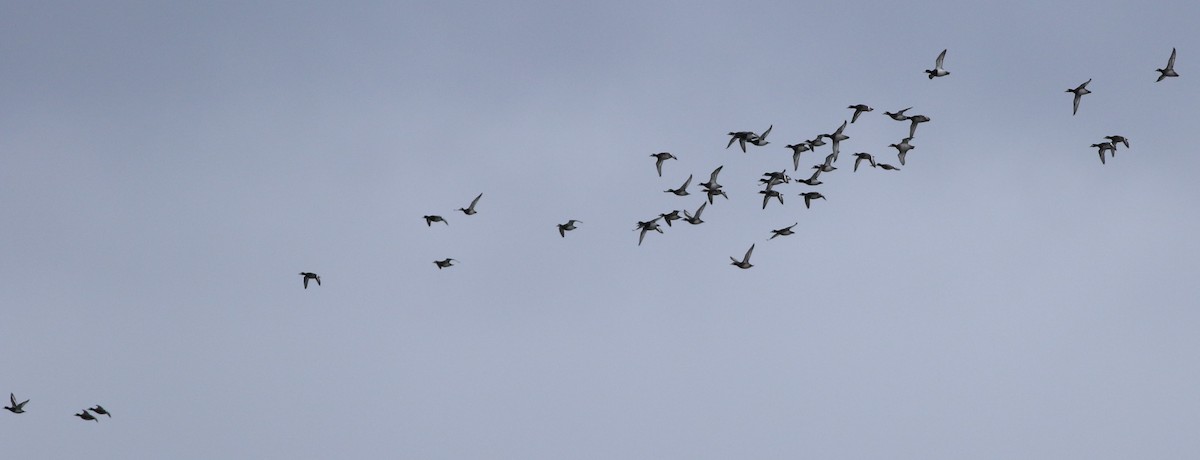 Greater Scaup - ML612206121