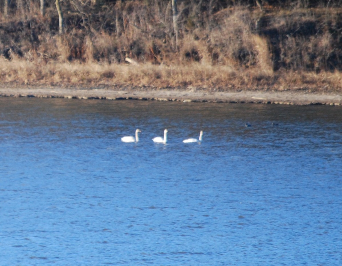 Trumpeter/Tundra Swan - Glenn Caspers