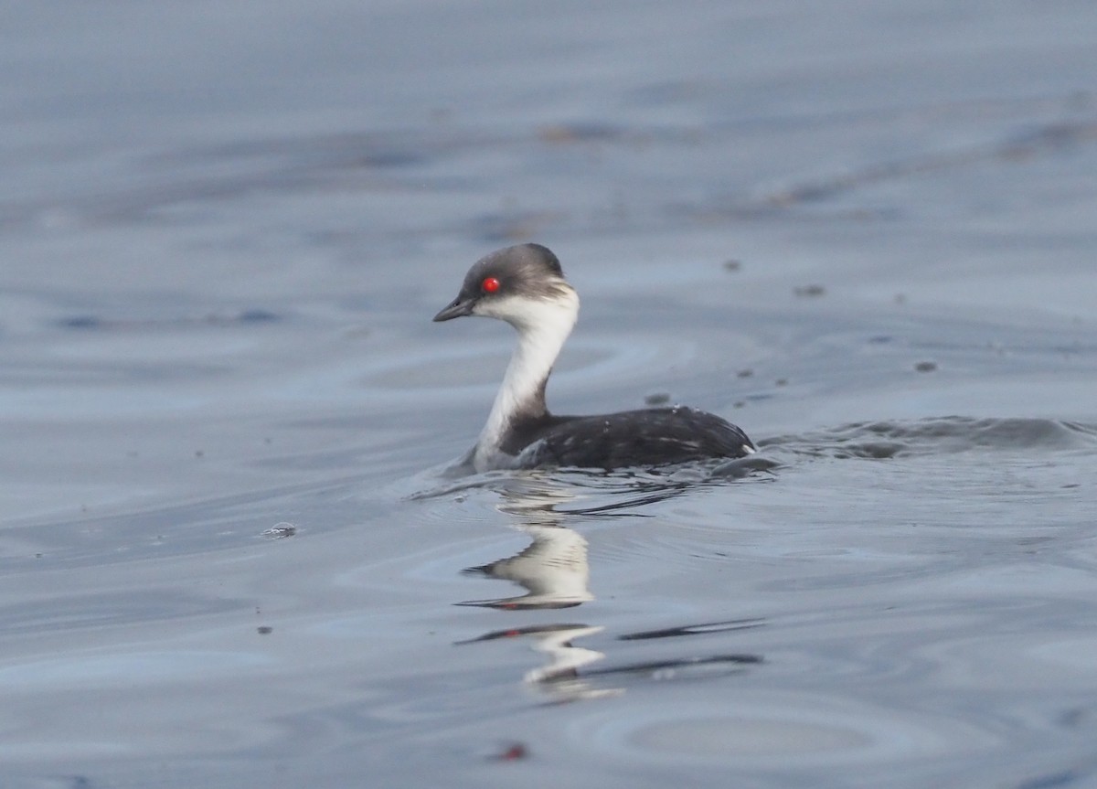 Silvery Grebe - ML612206219