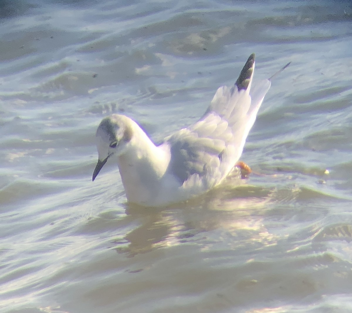 Bonaparte's Gull - ML612206223