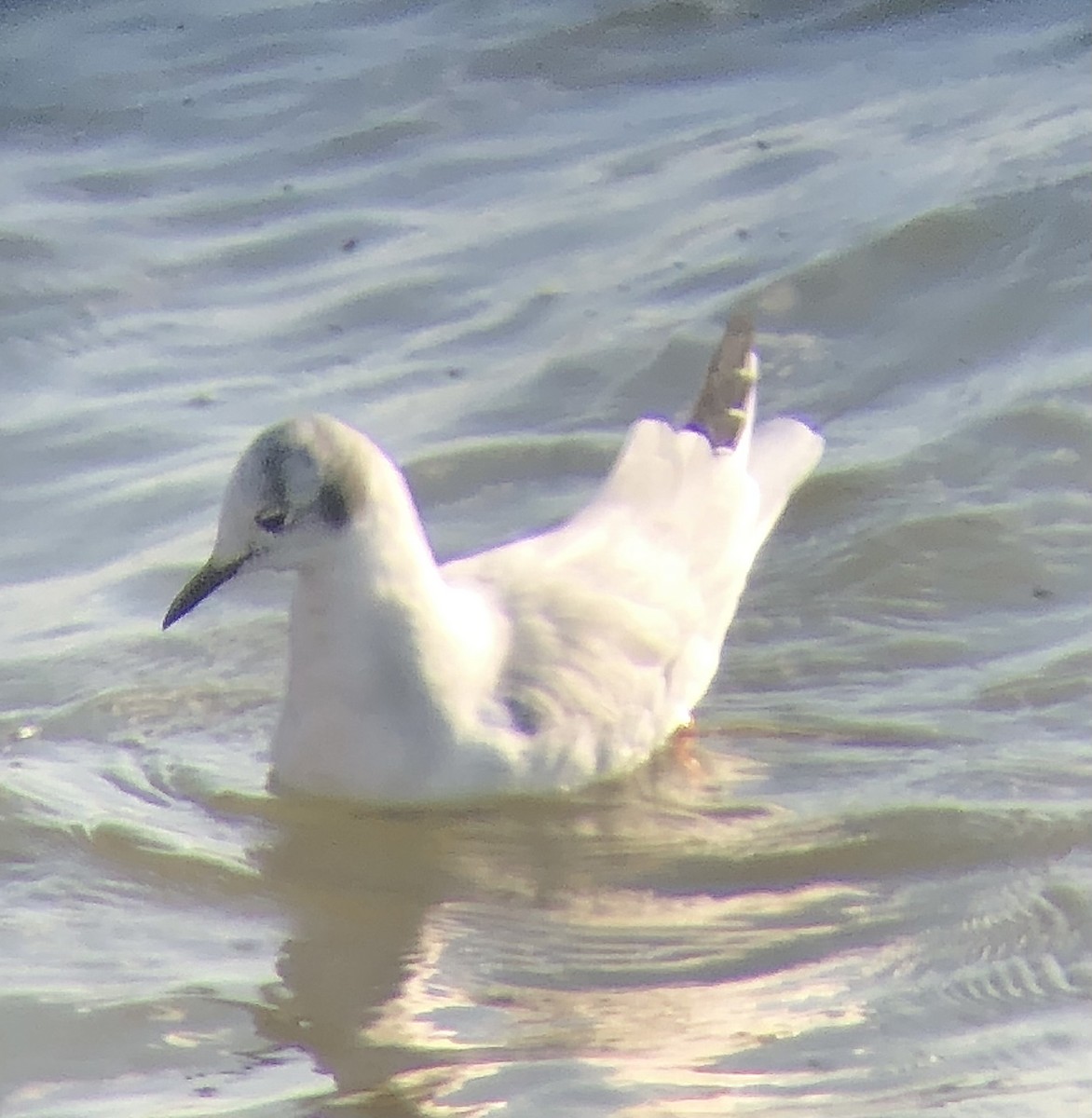 Bonaparte's Gull - ML612206224