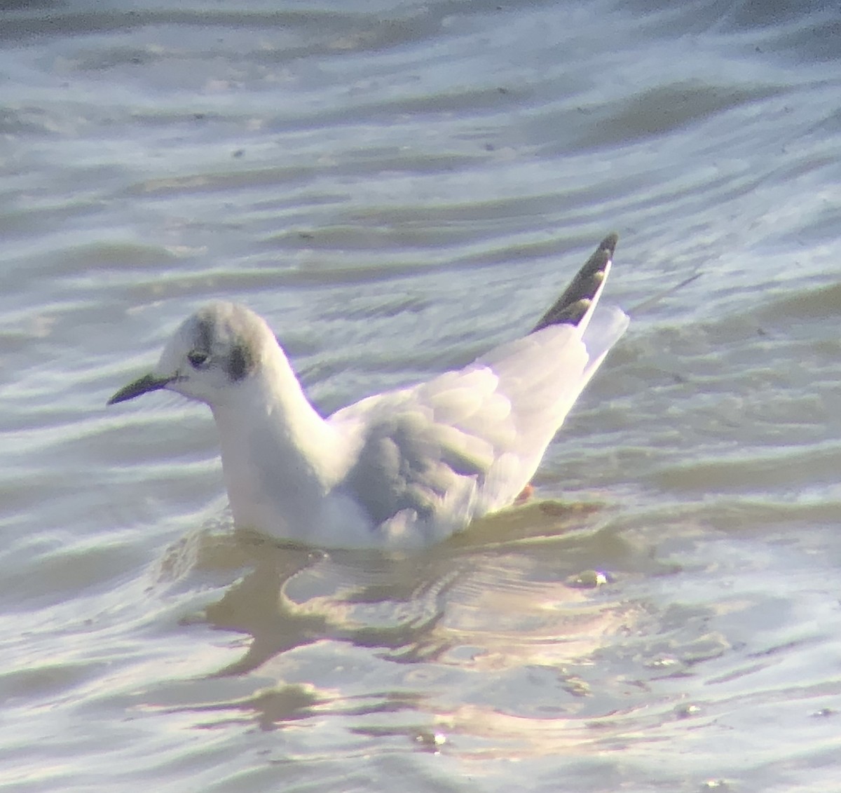 Bonaparte's Gull - ML612206225