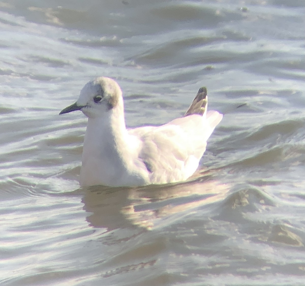 Bonaparte's Gull - ML612206248