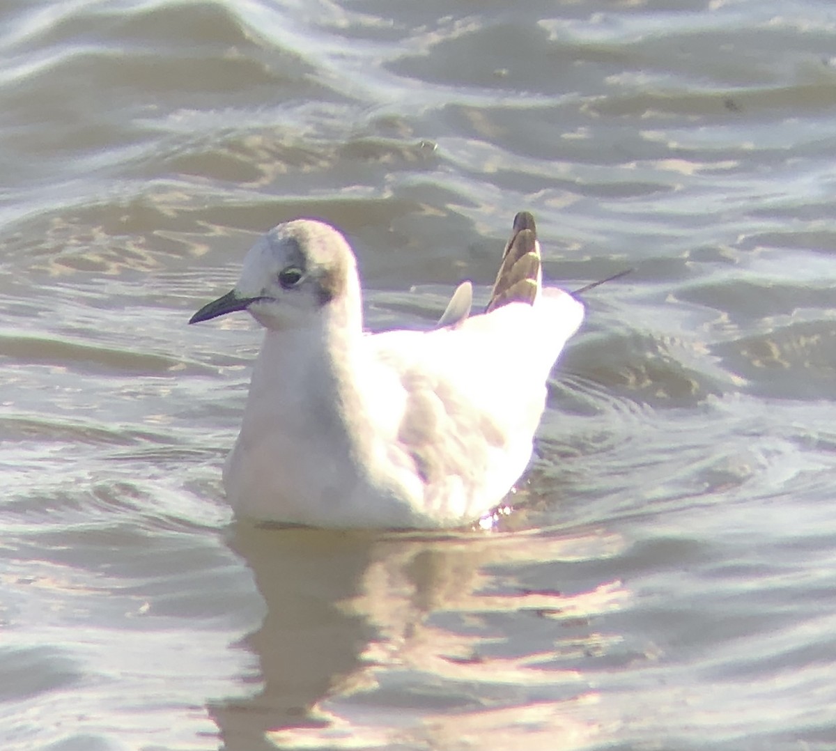 Bonaparte's Gull - ML612206249