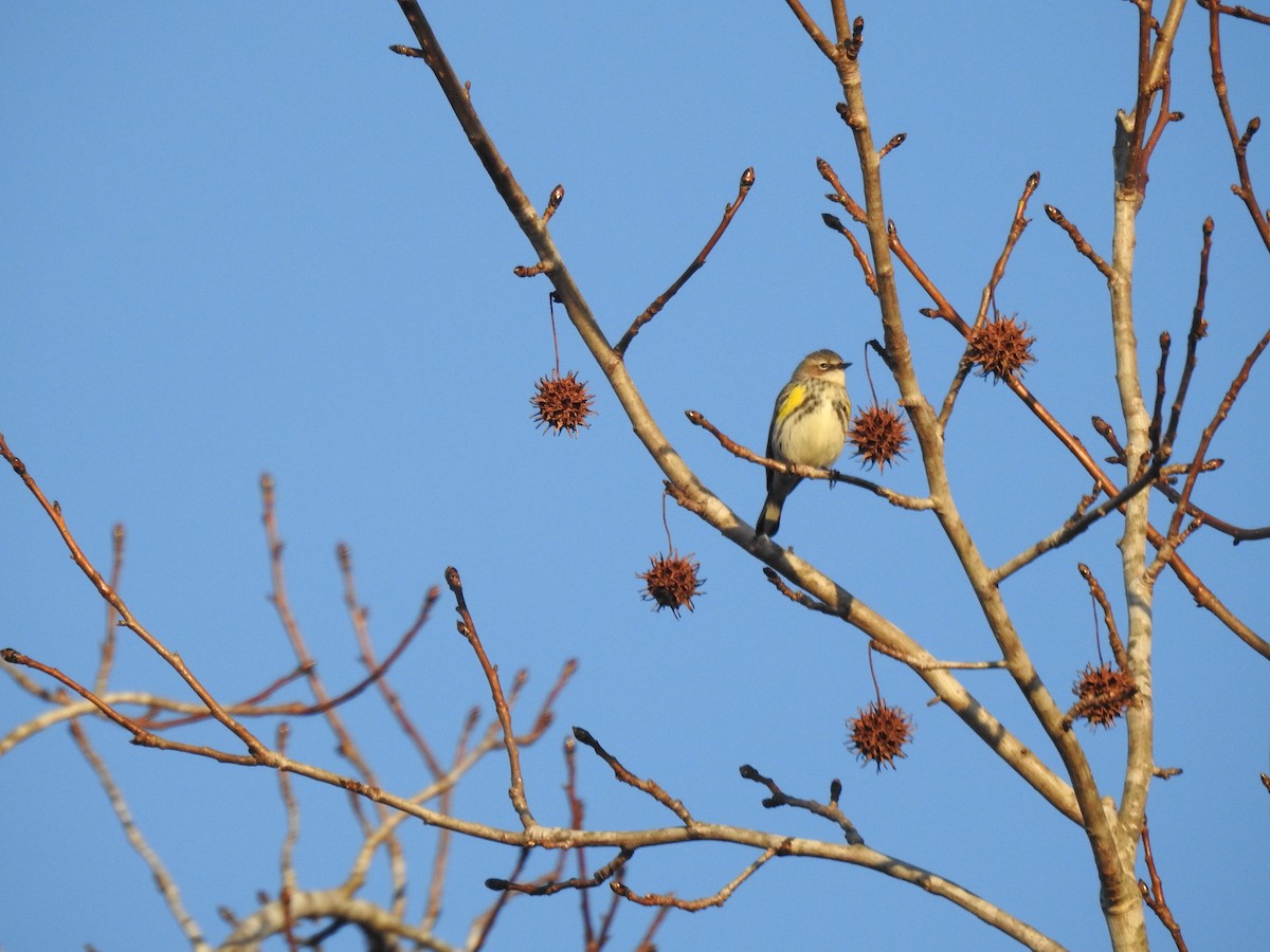 Yellow-rumped Warbler - ML612206254