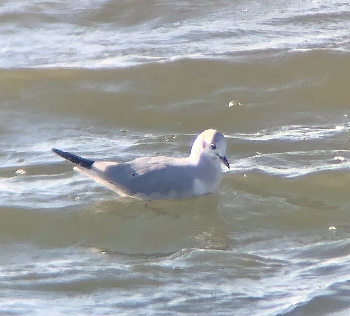 Bonaparte's Gull - ML612206256